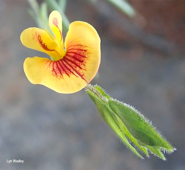 Zornia linearis
