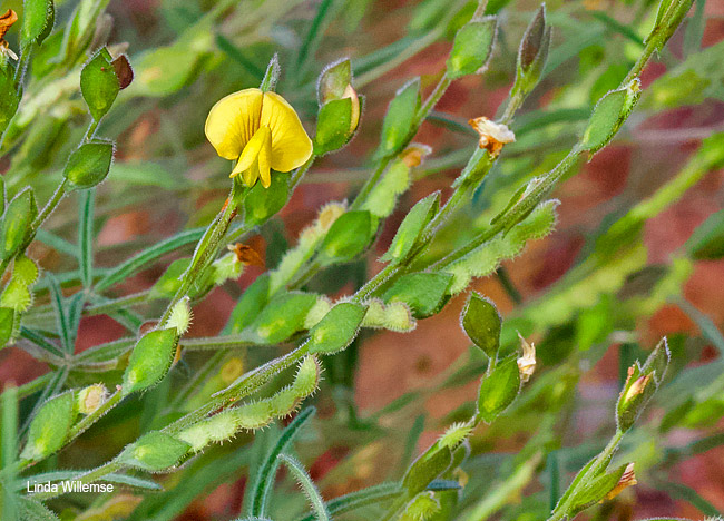 Zornia linearis