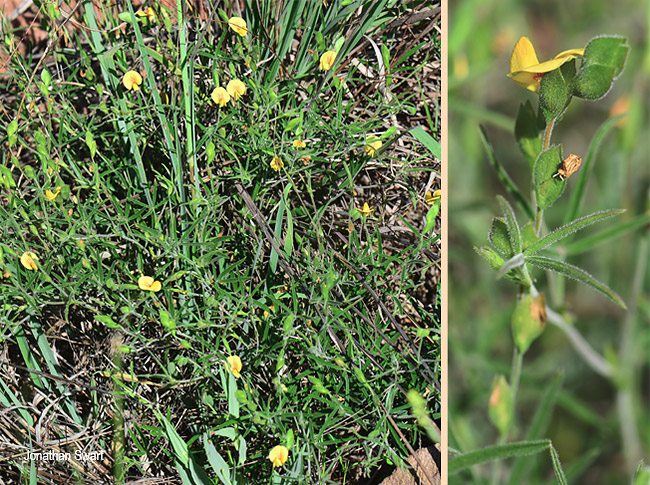Zornia linearis