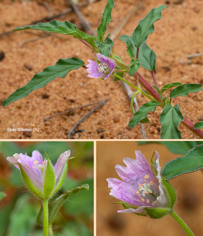 Monsonia angustifolia