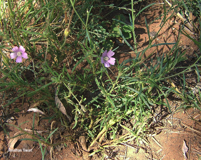 Monsonia angustifolia