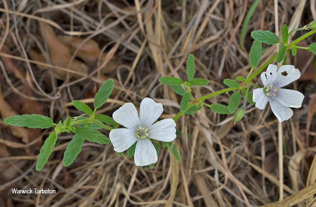 Monsonia burkeana