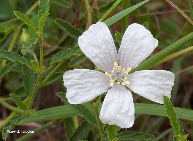 Monsonia burkeana