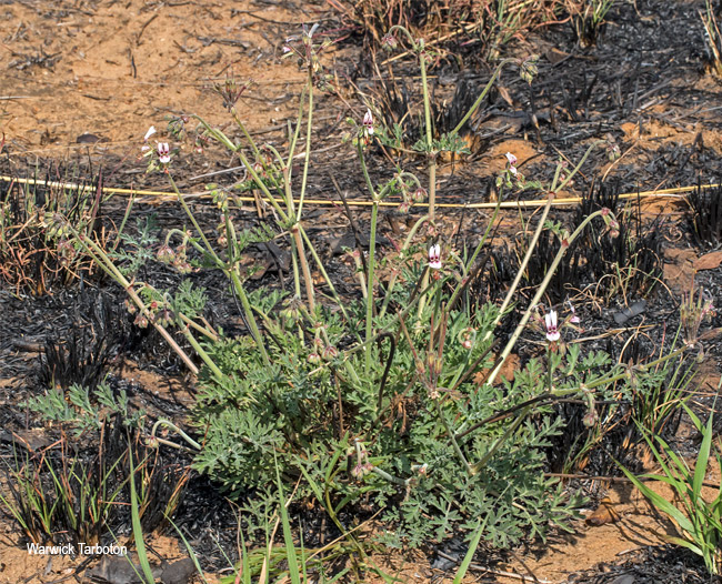 Pelargonium dolomiticum