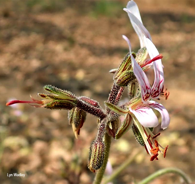 Pelargonium dolomiticum