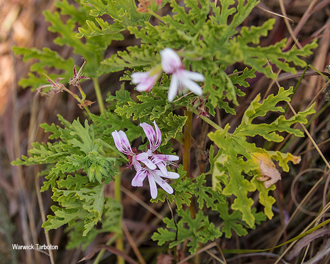 Pelargonium graveolens 