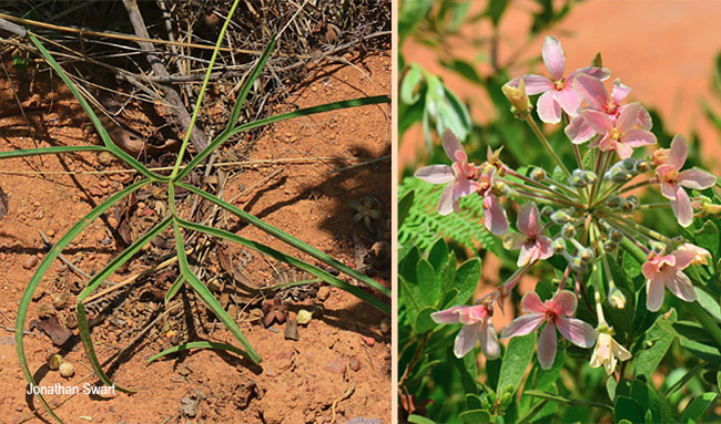 Pelargonium luridum