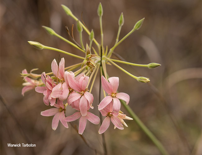 Pelargonium luridum