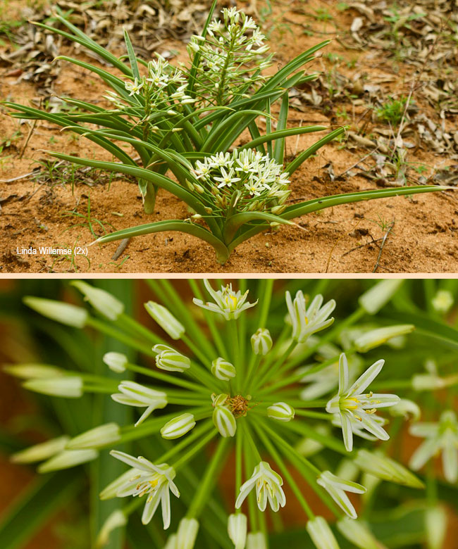 Albuca seineri