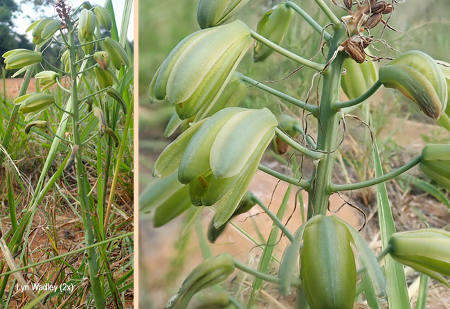 Albuca pulchra