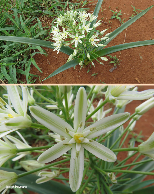 Albuca seineri