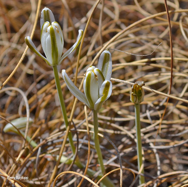 Albuca setosa