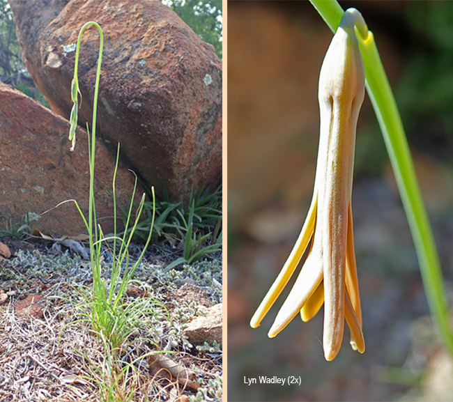 Dipcadi marlothii