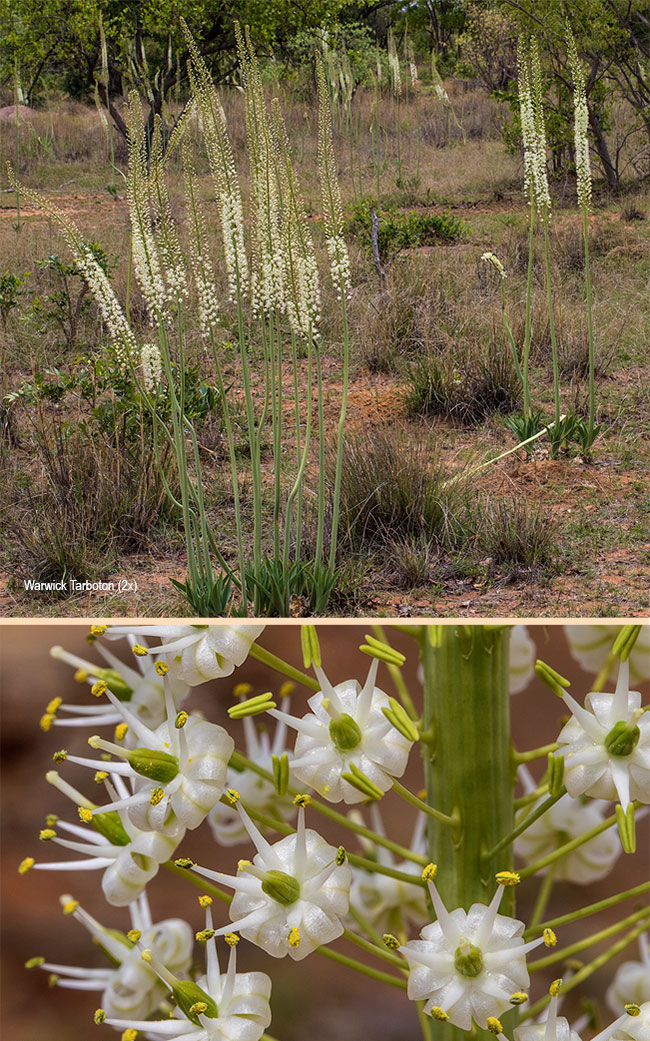 Drimia altisima