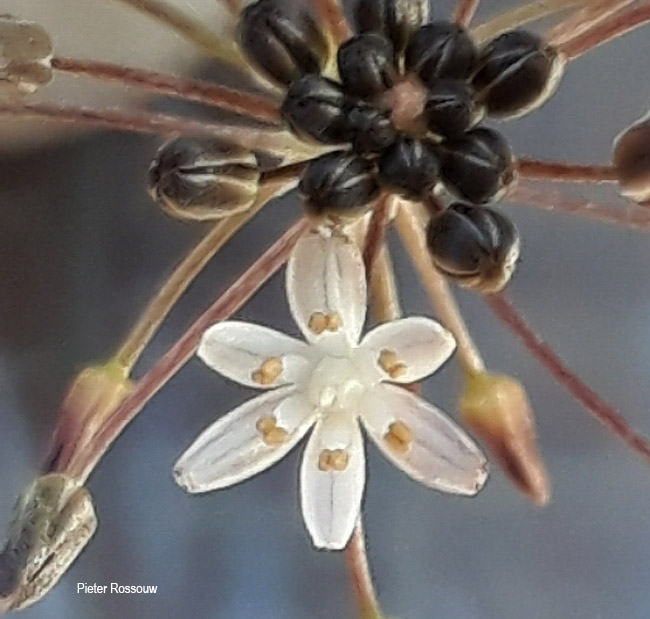 Drimia depressa