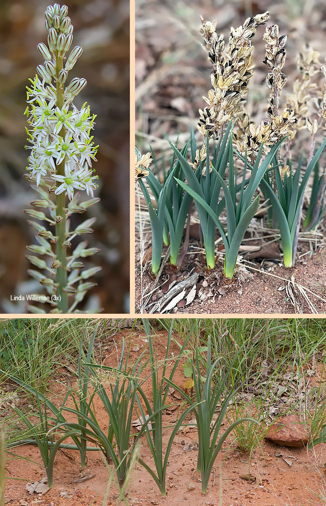 Drimia sanguinea