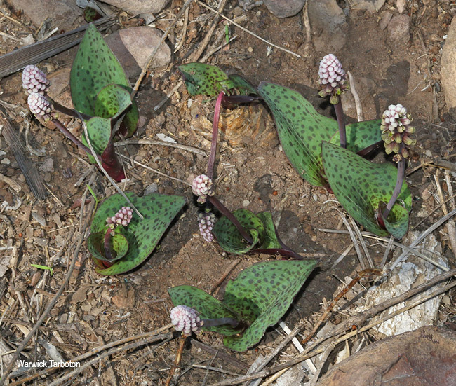 Drimiopsis burkei