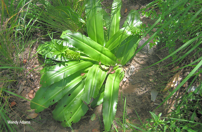Eucomis autumnalis