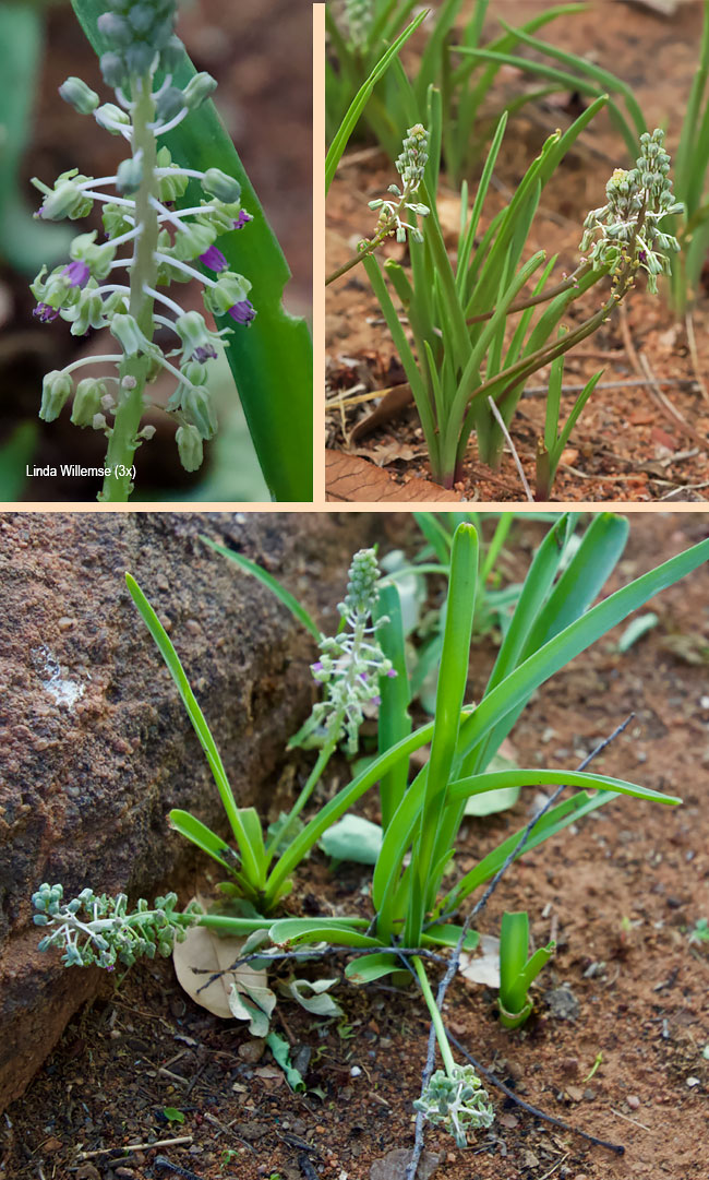 Ledebouria asperifolia