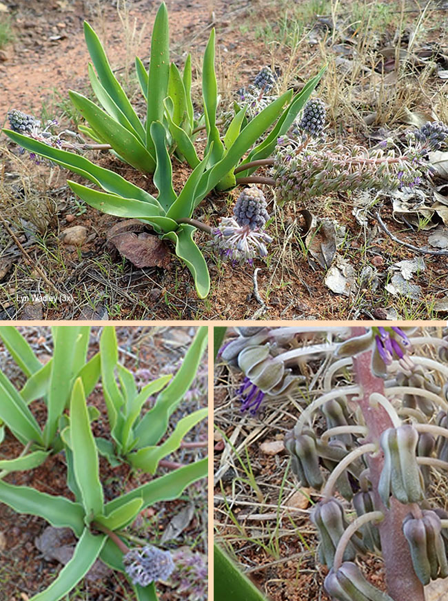 Ledebouria asperifolia