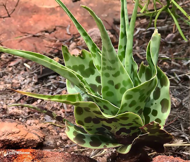 Ledebouria inquinata