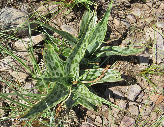 Ledebouria inquinata