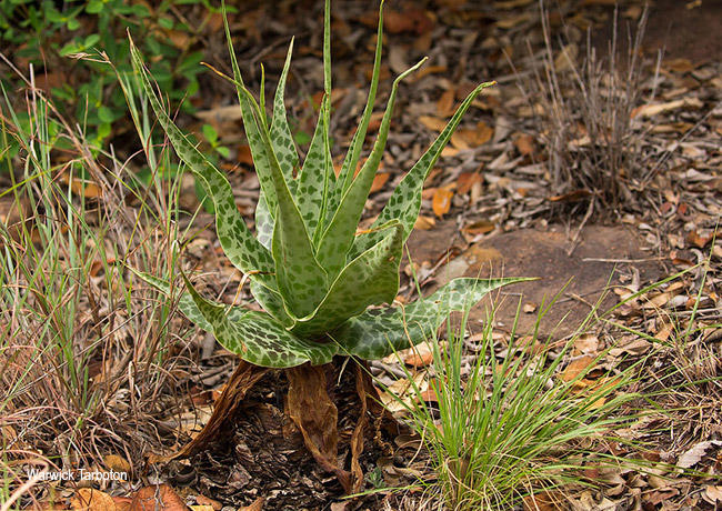 Ledebouria inquinata
