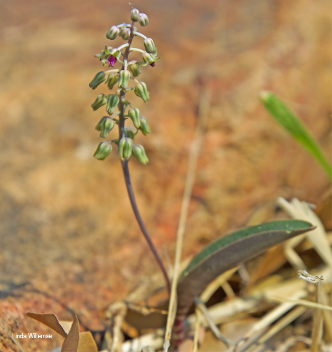 Ledebouria papillata