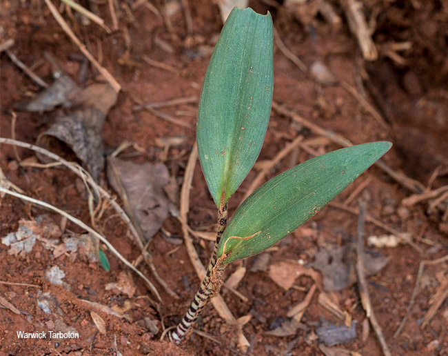 Ledebouria papillata