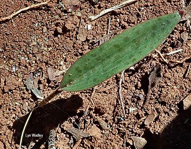 Ledebouria papillata