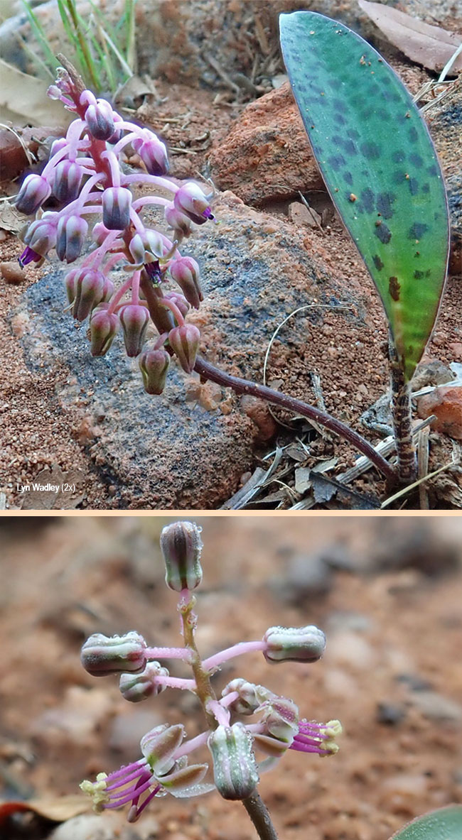 Ledebouria papillata