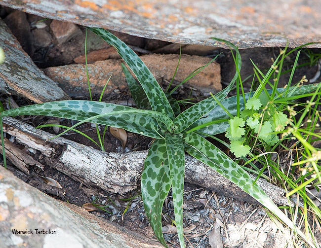 Ledebouria revoluta