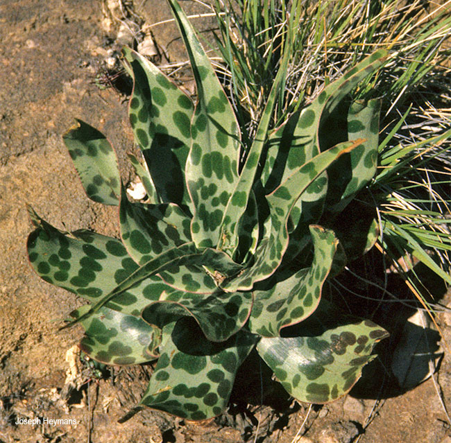 Ledebouria revoluta