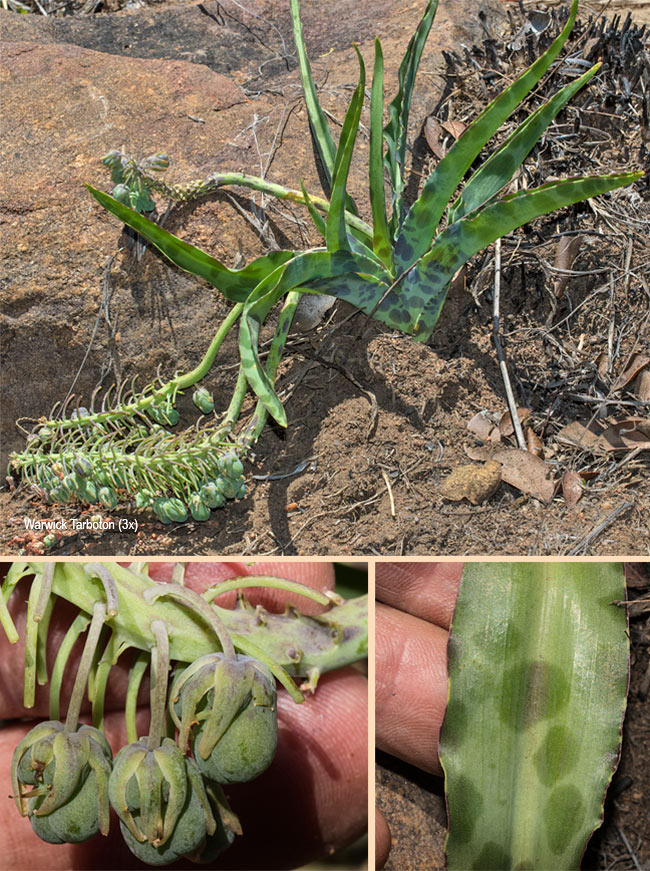 Ledebouria revoluta