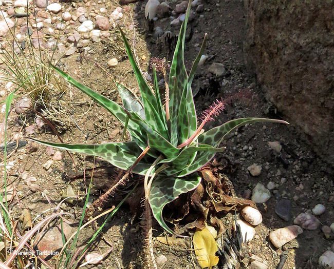Ledebouria revoluta