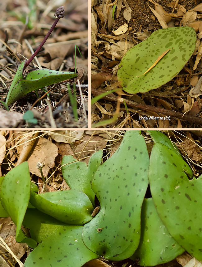 Ledebouria stolonissima