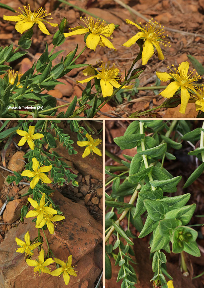 Hypericum aethiopicum