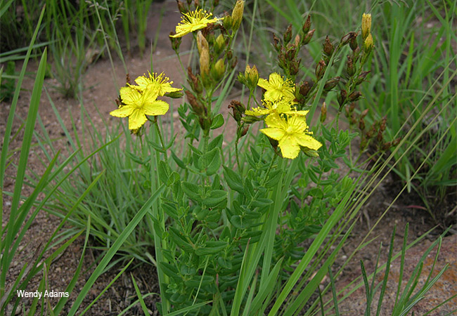 Hypericum aethiopicum