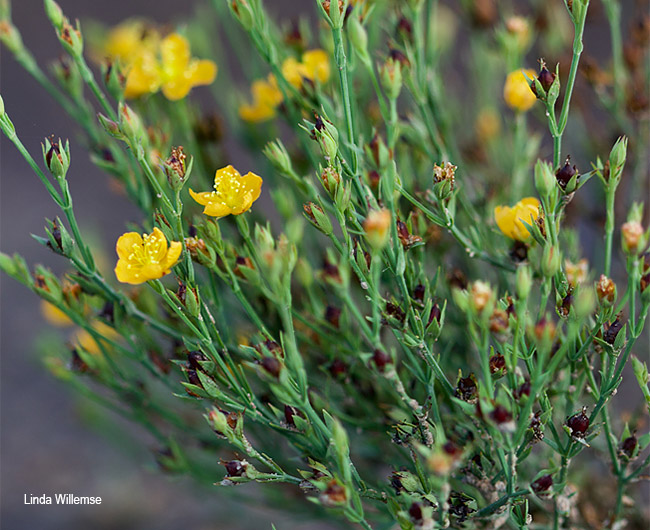 Hypericum lalandii