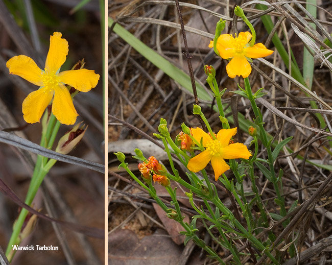 Hypericum lalandii