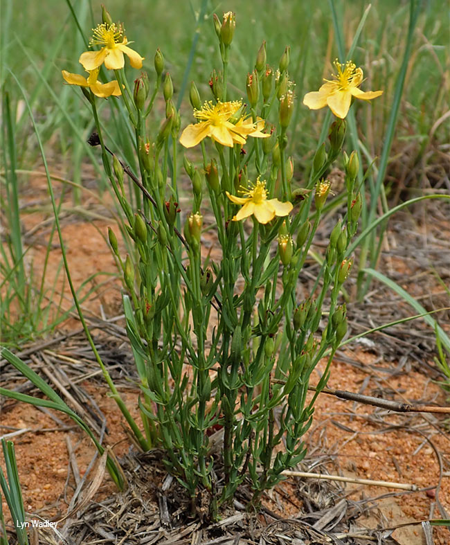 Hypericum lalandii