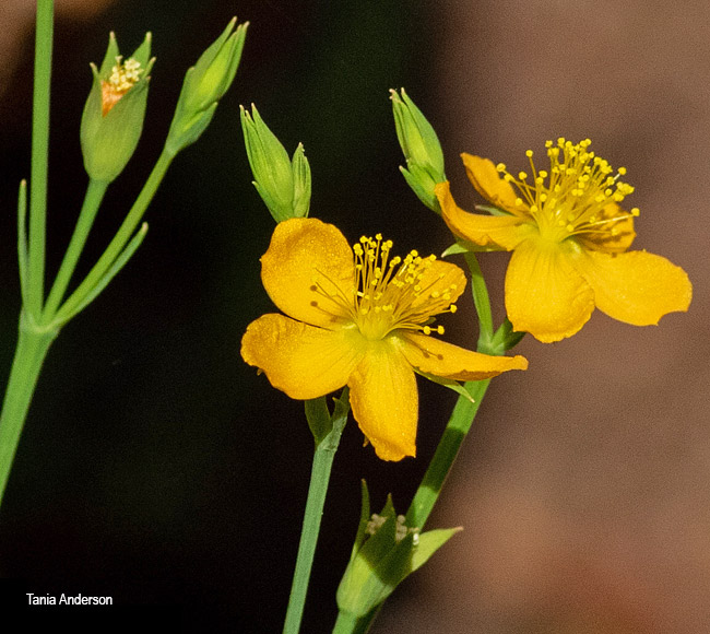 Hypericum lalandii
