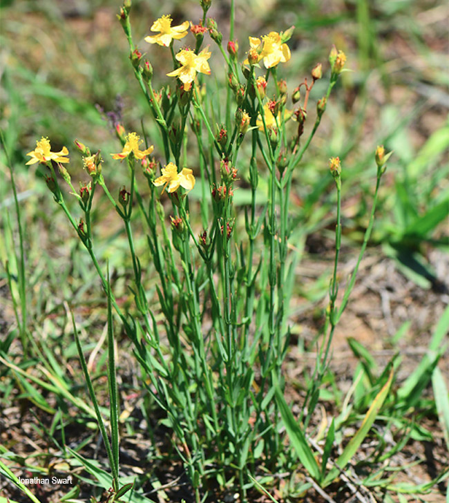 Hypericum lalandii