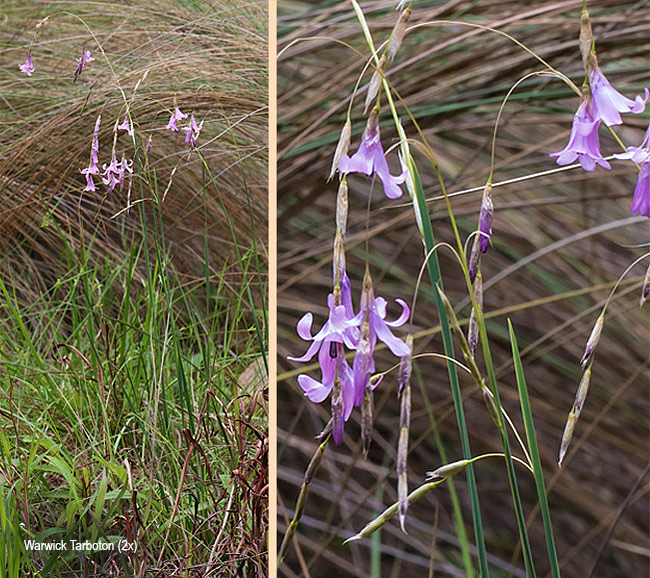 Dierama mossii