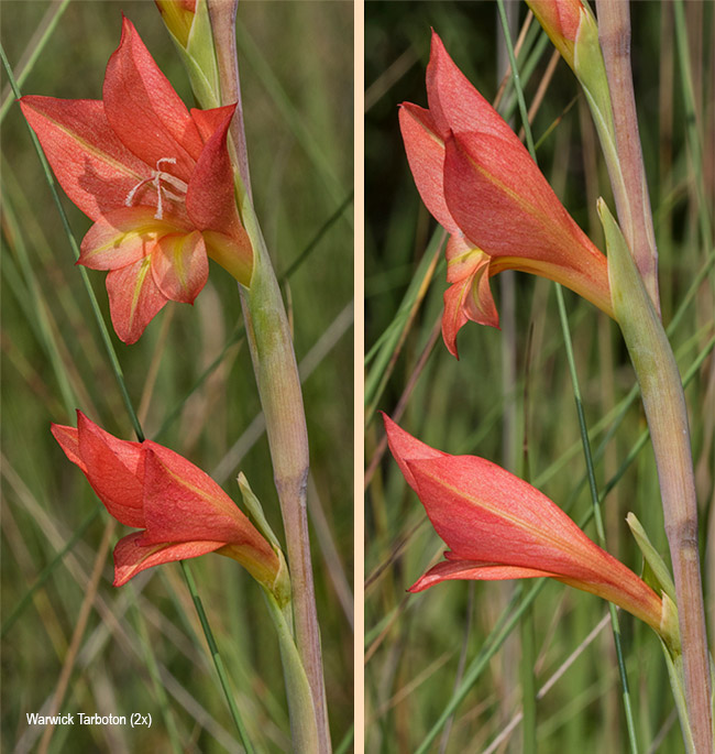 Gladiolus antholyzoides