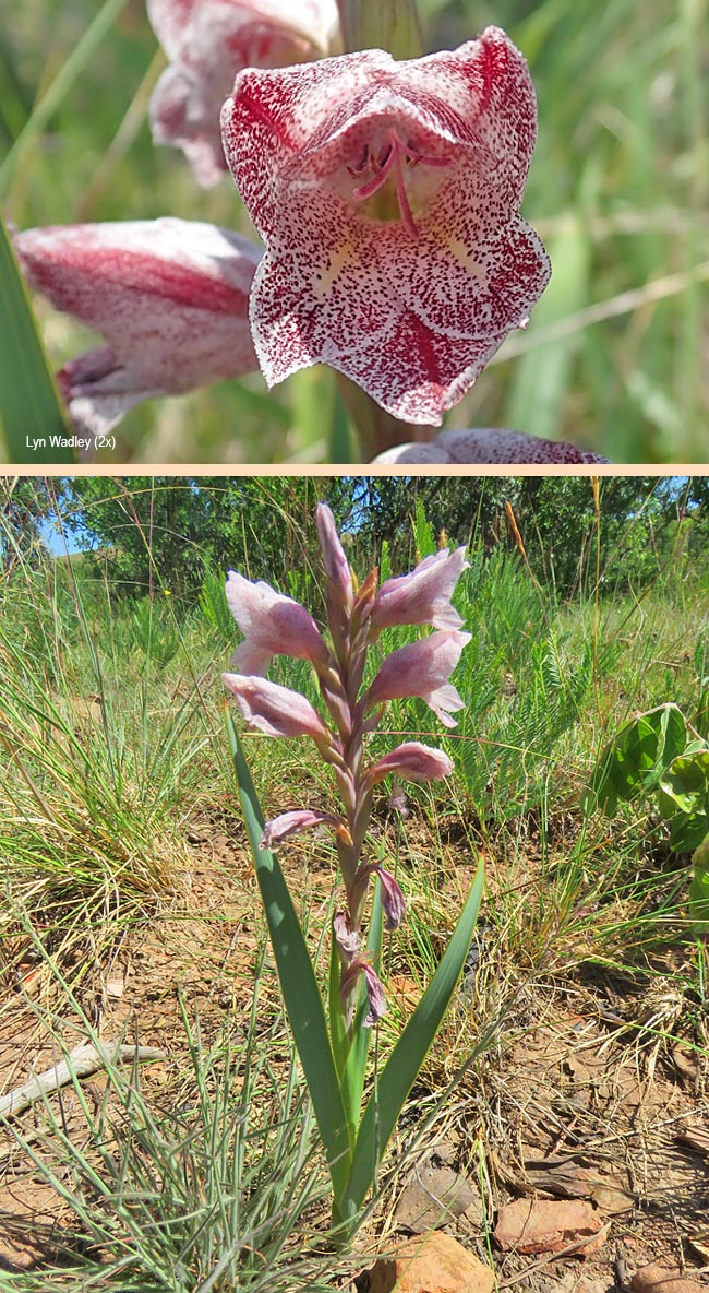 Gladiolus ecklonii