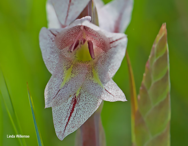 Gladiolus elliotii