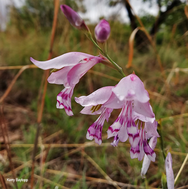 Gladiolus oatesii