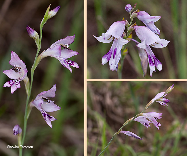 Gladiolus oatesii