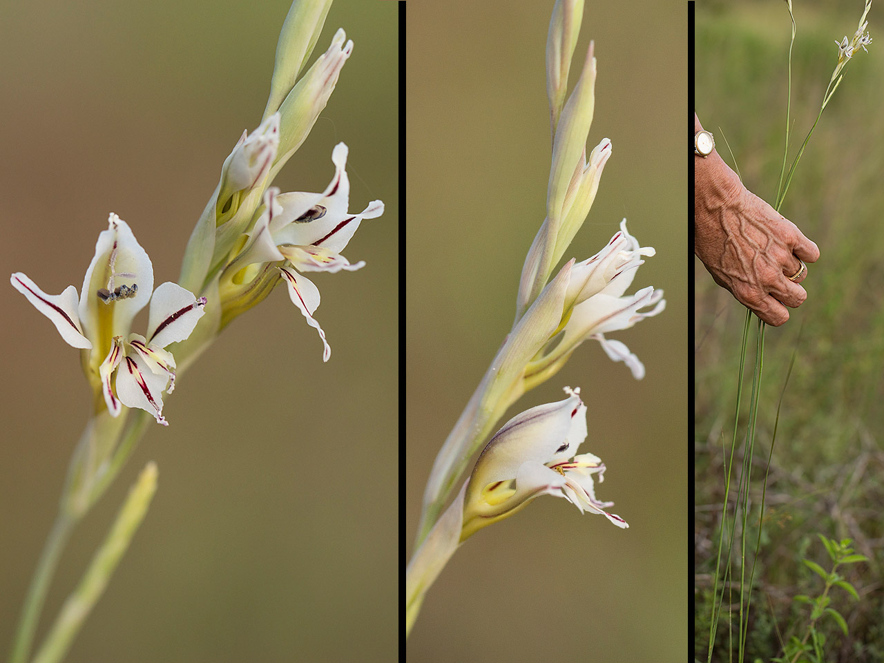 Gladiolus permeabilis